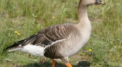 Гуска гумениник